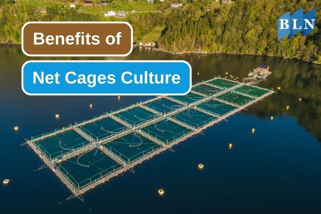 11 Advantages of Net Cages as a Fish Culture Systems 
